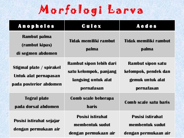 ciri-ciri jentik nyamuk anopheles